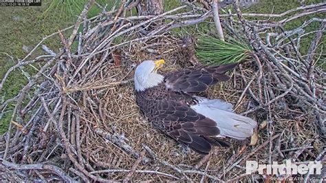 southwest fla eagle cam